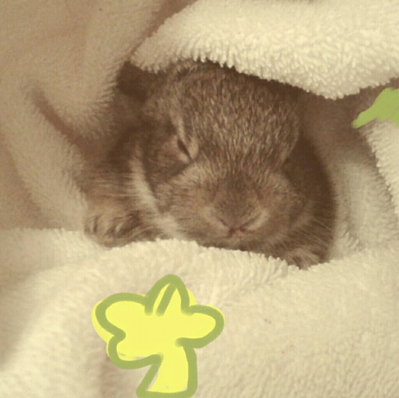 Meet your Posher, Molly - Picture 3 of 8